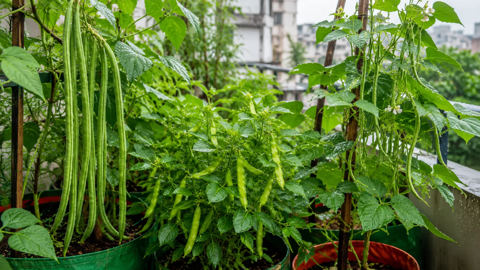 Beans (Cowpeas, Cluster Beans & French Beans)